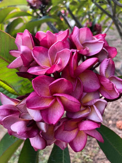 Purple Jade Dragon (aka Saeng Manee)