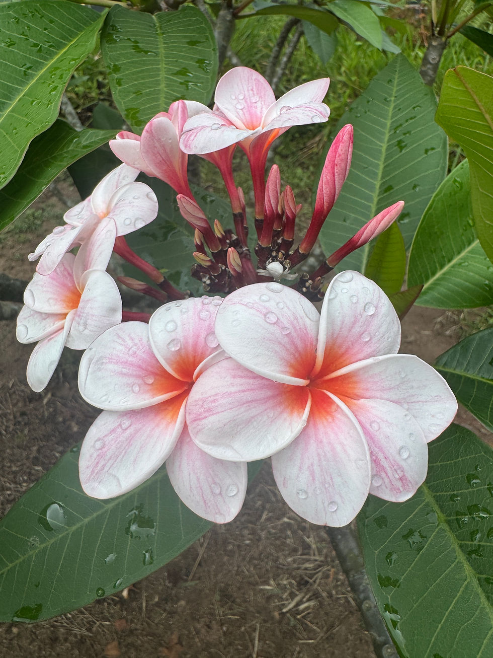 Thumbnail: Thai Cherry Pink