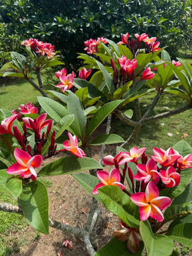 プルメリア 苗 Queen Kapiolani プルメリア 苗 Queen Kapiolani プルメリア カピオラニ（Kapiolani