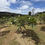 Thumbnail: Singapore White Plumeria obtusa - Large (E2)