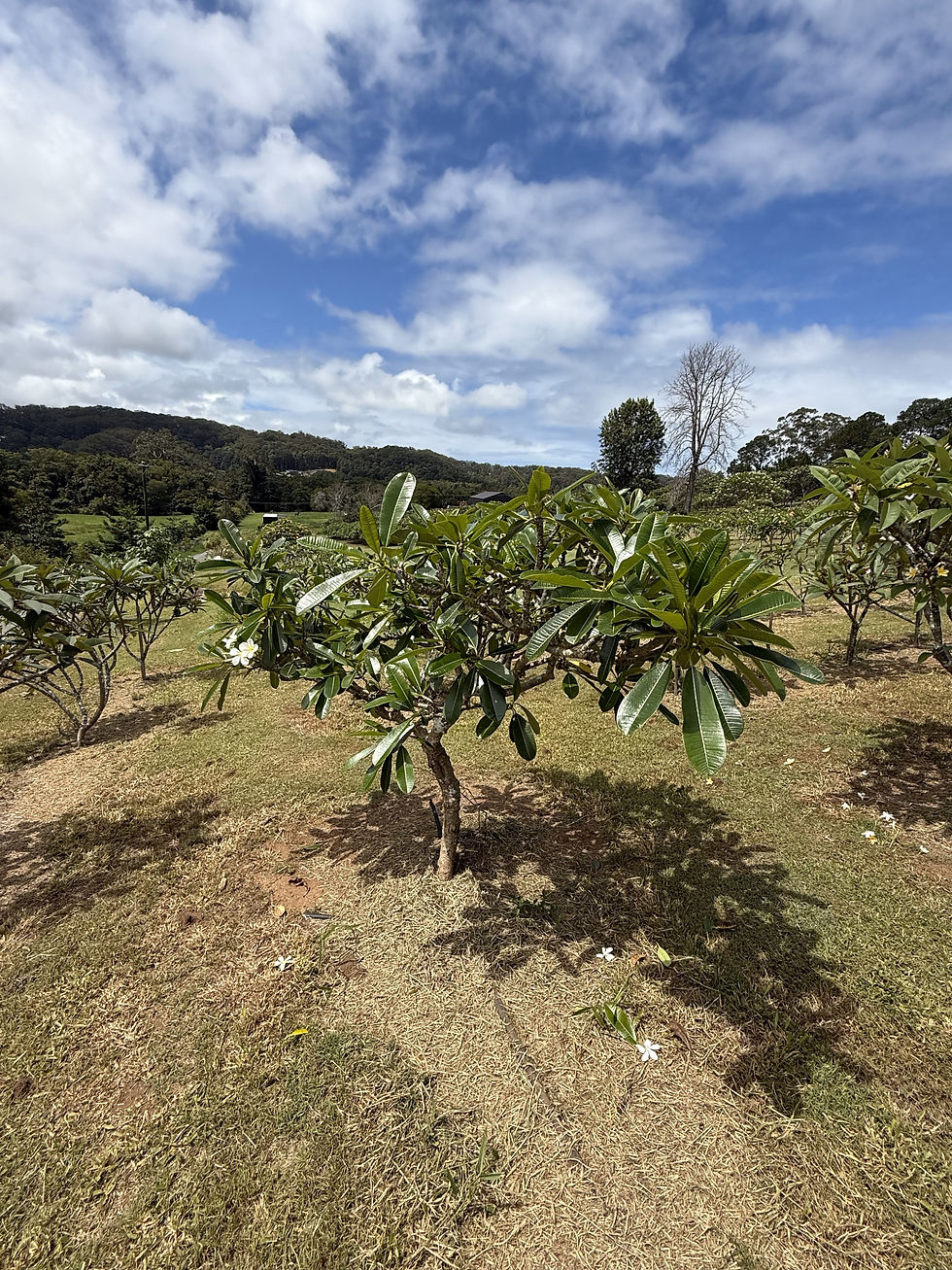 Singapore White Plumeria obtusa - Large (E2)