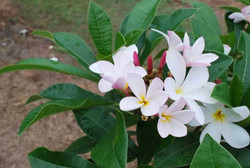 Plumeria pudica hybrid pink