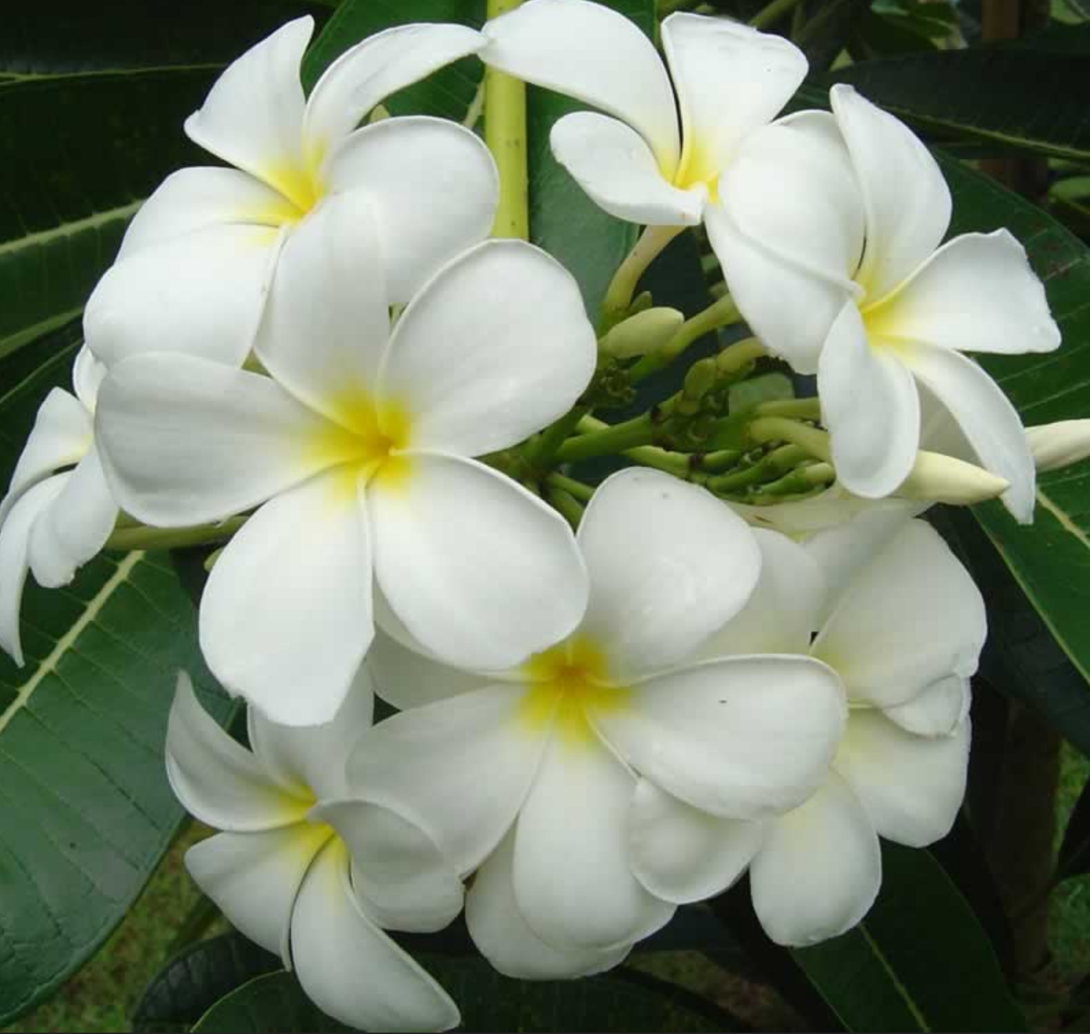 Plumeria Obtusa