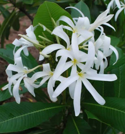 Plumeria stenopetala