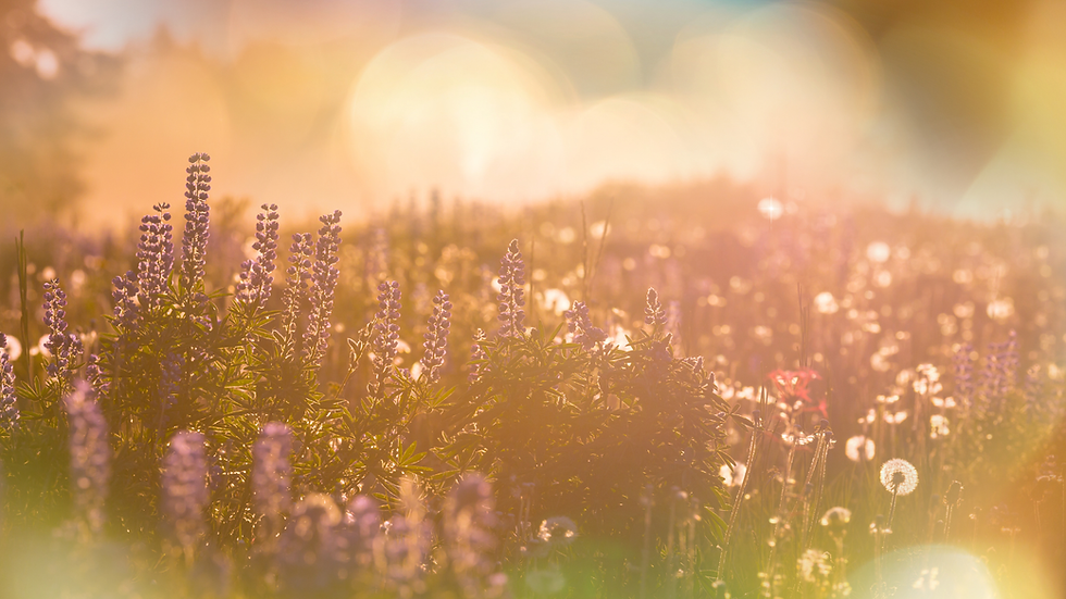 "I AM Sovereign" Meditation Series