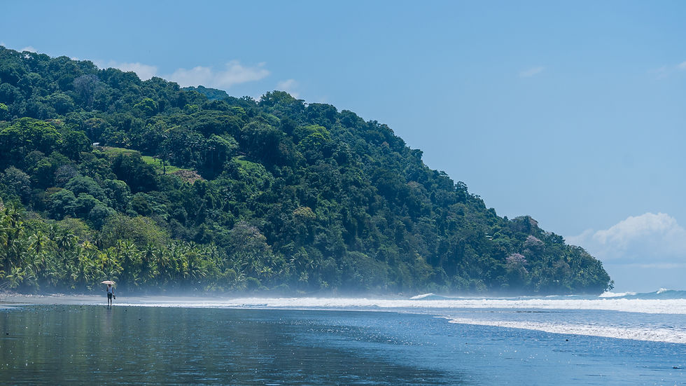Person walks on a dark sand beach with waves and lush jungle, Pavones, Costa Rica.