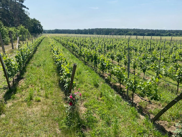 Sommer im Weinberg der Weinmanufaktur Färber
