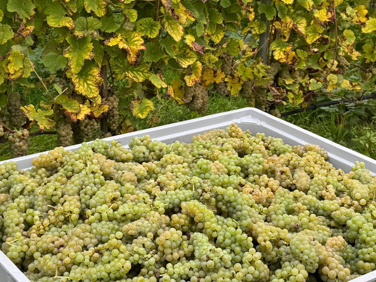 Herbst im Weinberg der Weinmanufaktur Färber