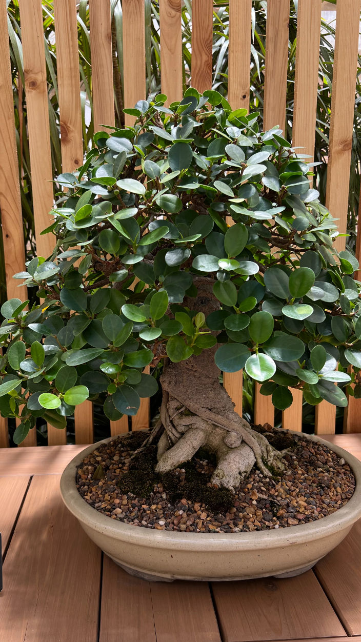 Bonsai Fig
