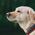 Dog Outside