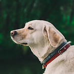 Dog Outside