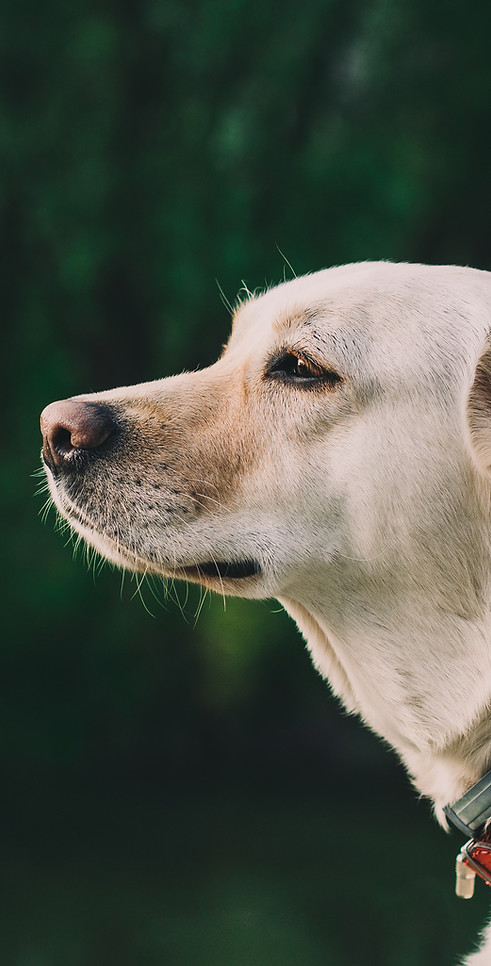 Dog Outside