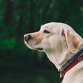 Dog Outside