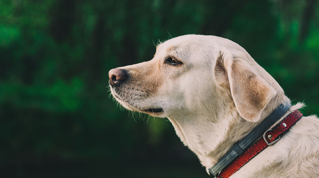 Dog Outside