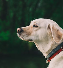Dog Outside