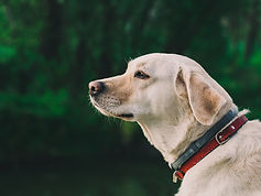 Chien d'assistance Montpellier
