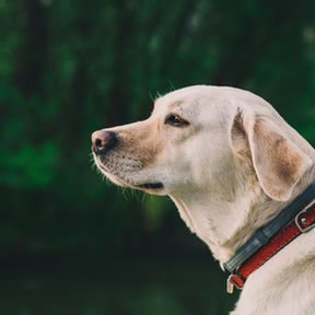 What To Say and NOT to Say to Someone Who has Lost a Beloved Pet