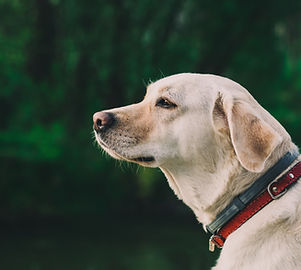 Dog Outside