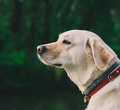 Dog Outside