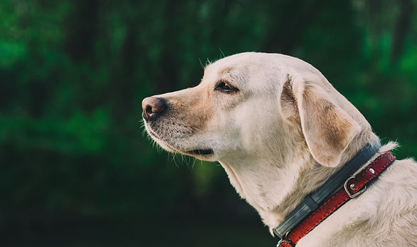 DoggyDoo Cleanup Pet Waste Removal