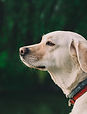 外犬