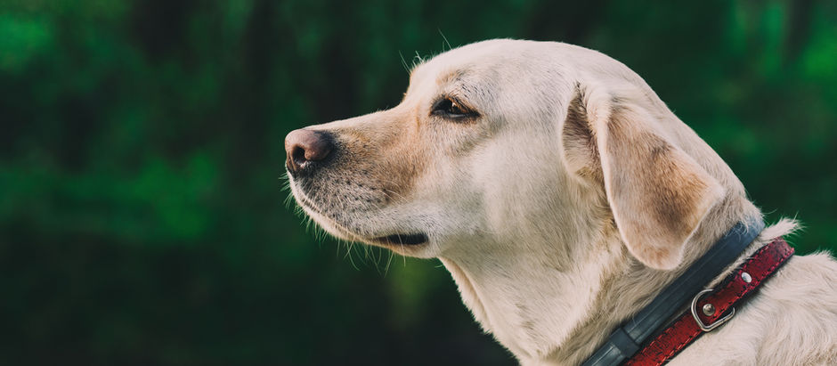 Dog Outside