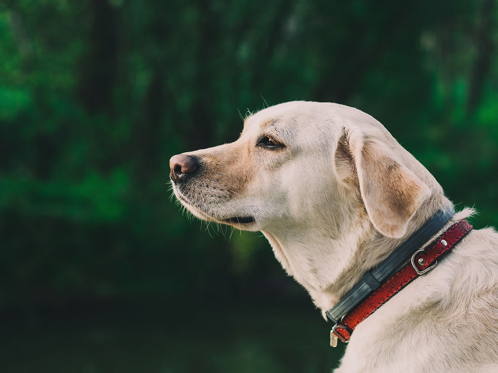 Golden Retriever Profile