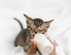 273-chaton-abandonn_-par-sa-m_re-900x600_optimized.jpg