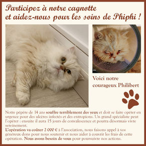 Participez à la cagnotte ouverte pour l'opération des yeux du persan Philibert