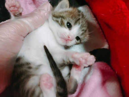 Aidez-nous pour tous les nouveaux chatons de 2026