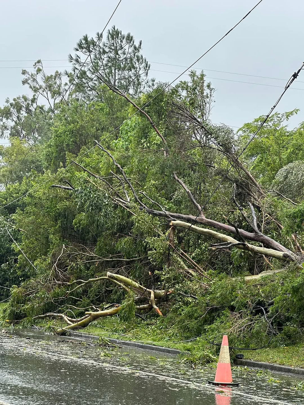This tree cut of power to family members for 5 days.