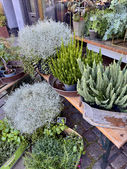 garden plants outside a shop