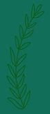 green leafy vine