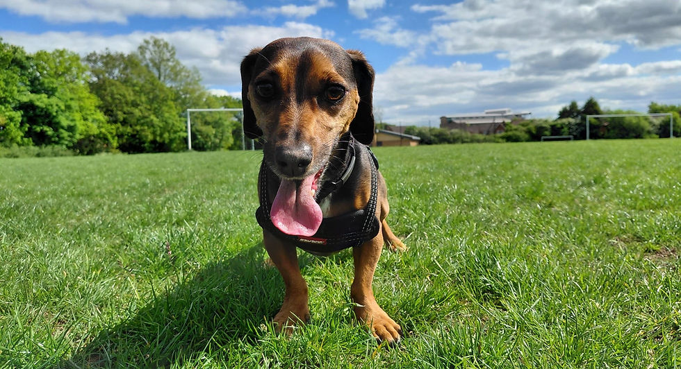 Otis with his tongue out.jpg