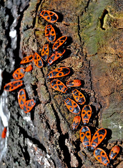 041 Fire_Bugs_[pyrrhocoris_apterus].jpg