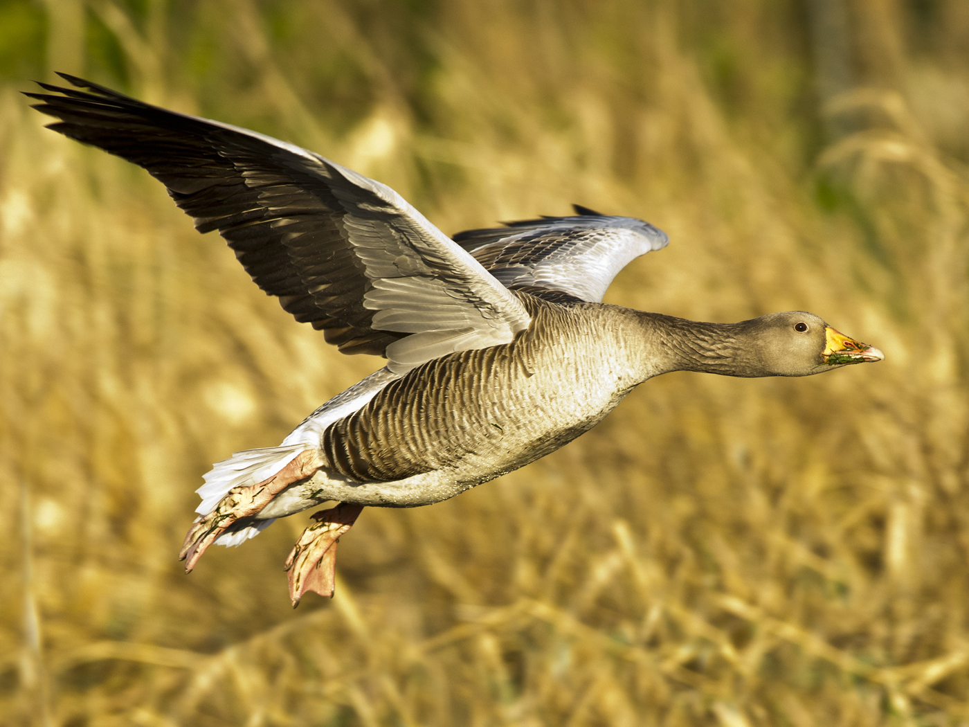 111 Goose in flight.jpg