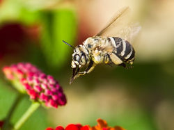 Africanised bee at lantana camera