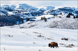 Lone Bison, Yellowstone