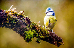 Blue tit on branch-Terry Hanna-Commended.jpg