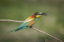 PDI - Commended - Bee Eater by Pamela Wilson