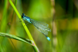 Blue Damsel Flies