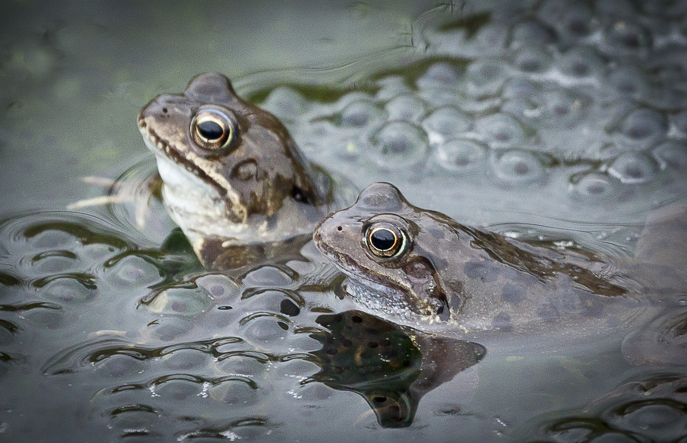 023 FROGS with SPAWN..jpg