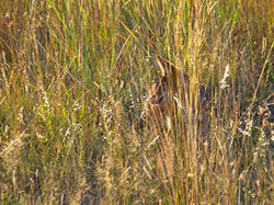 Camouflaged Jackal