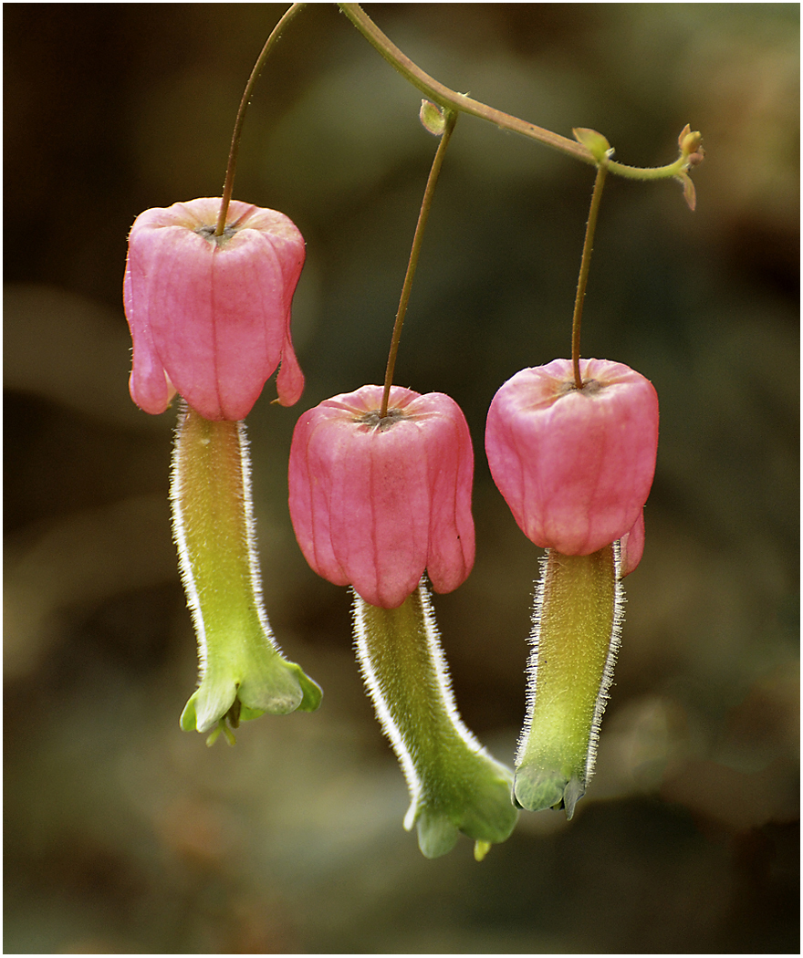 161_012Andes Flower.jpg