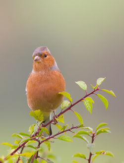 Chaffinch Perch