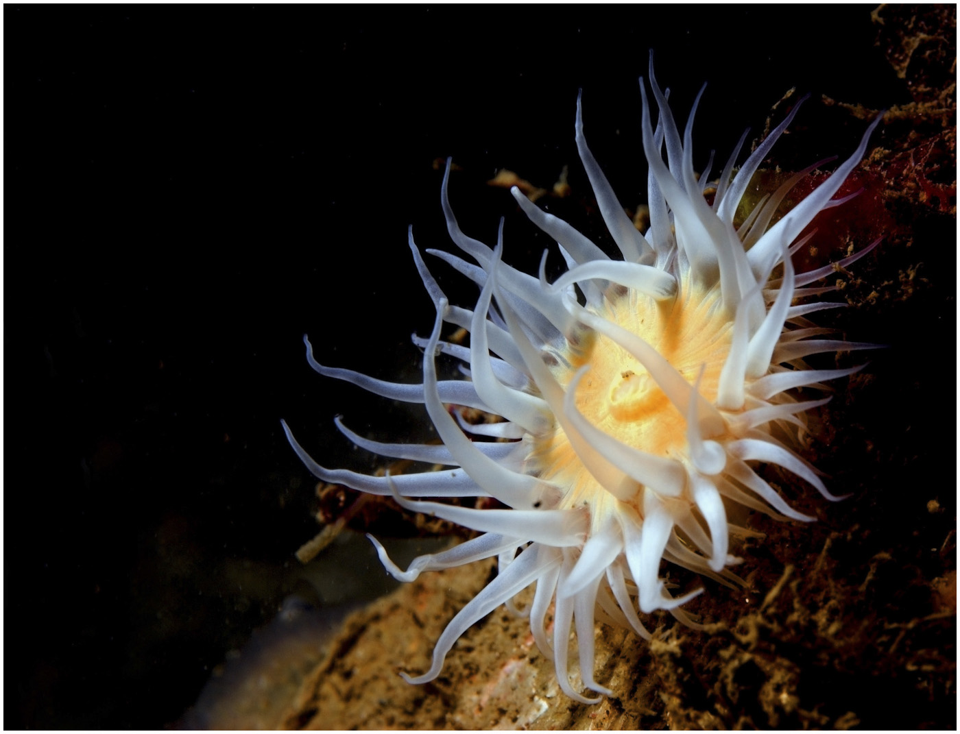 167_107 Actinothoe sphyrodeta - White striped anemone.jpg