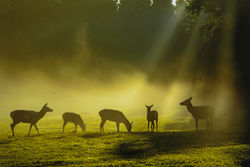 Colour Print - Joint 3rd Place