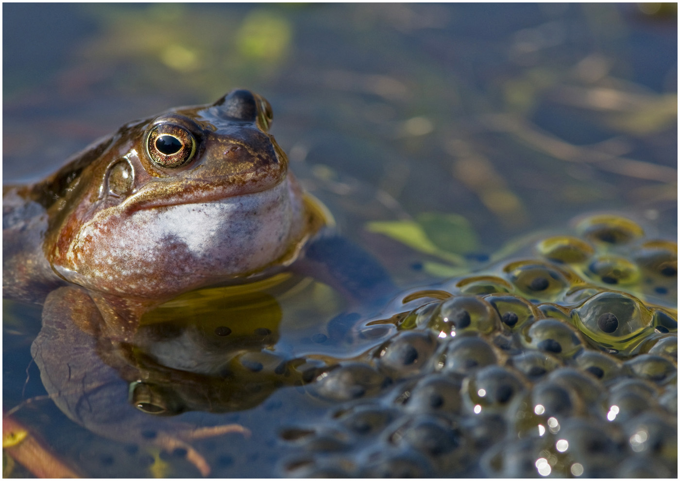 109 Rana temporaria - Common frog.jpg