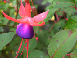 001 Nature,s Beauty Ards.jpg