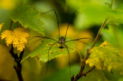 All Eyes / in Hiding